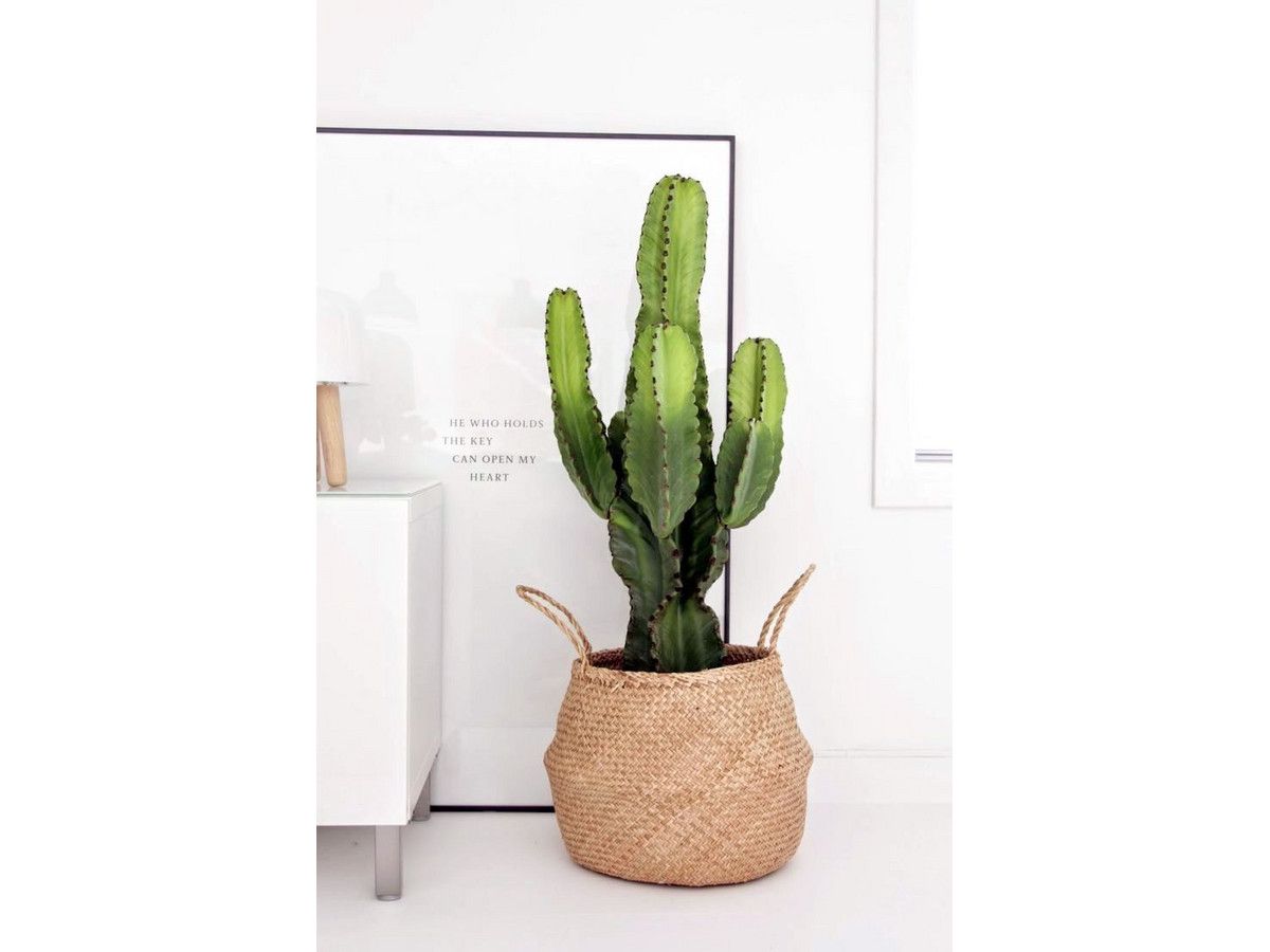 kaktus-50-70-cm