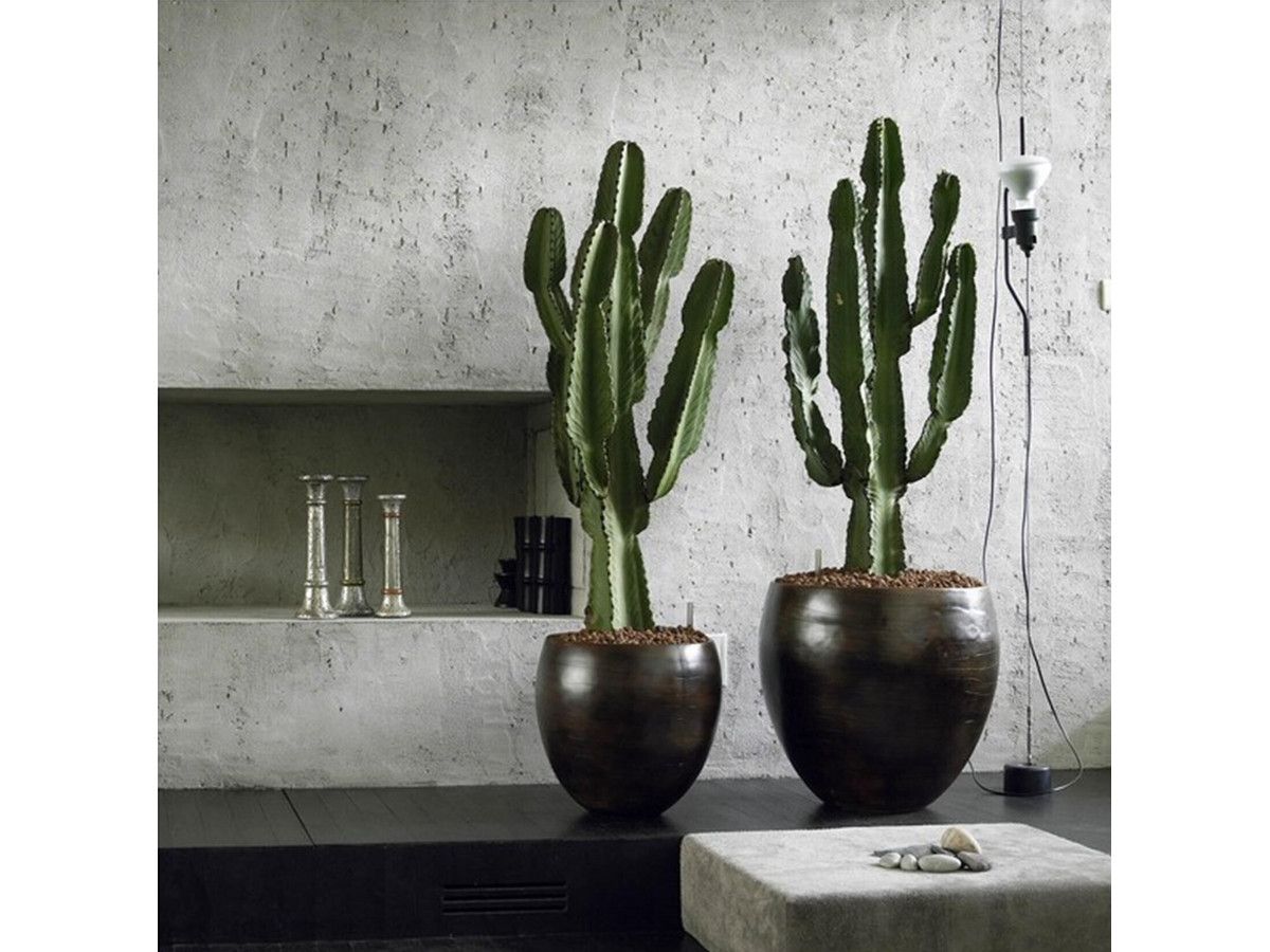 perfect-plant-kaktus