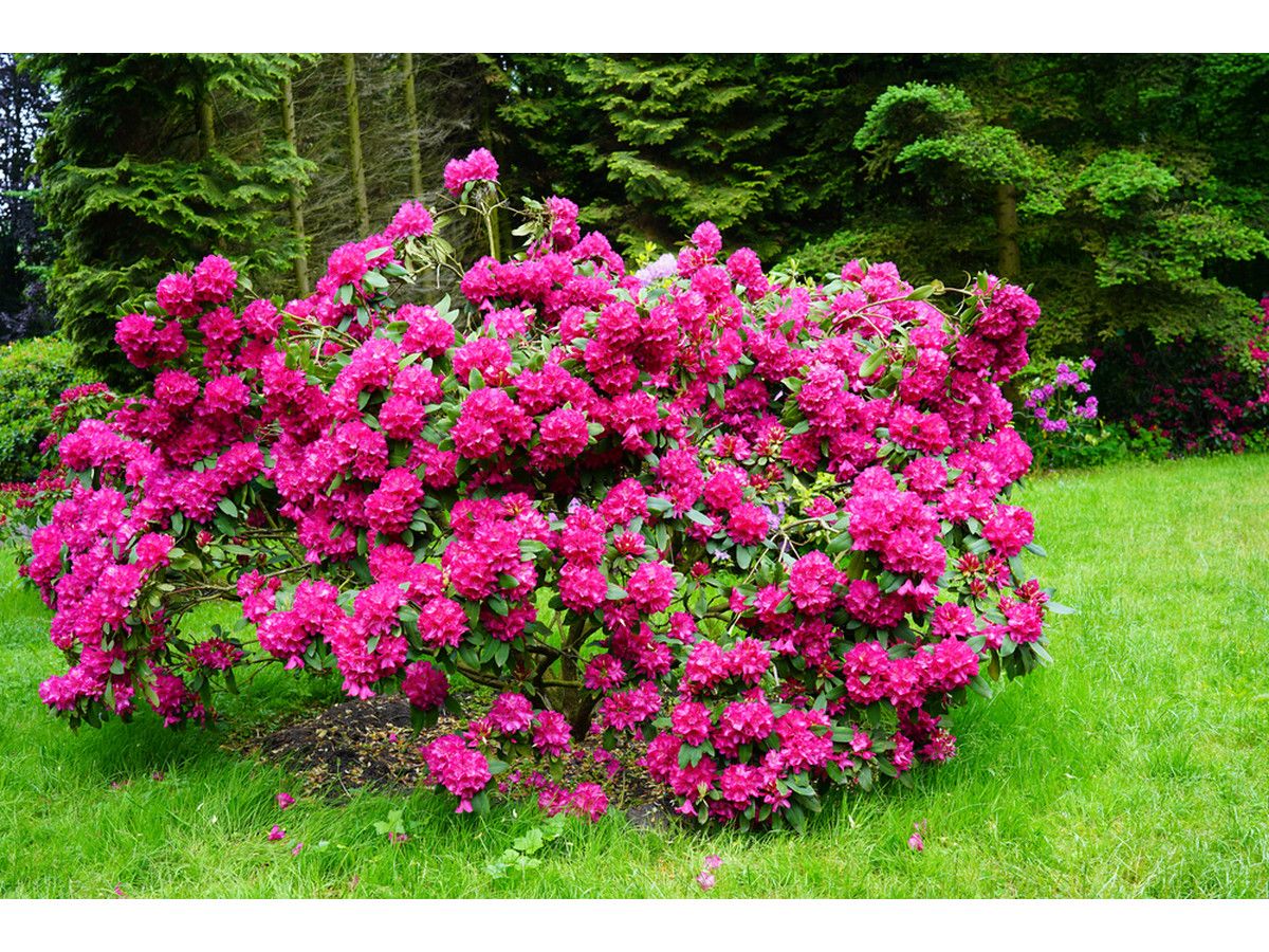 rhododendron-bollywood