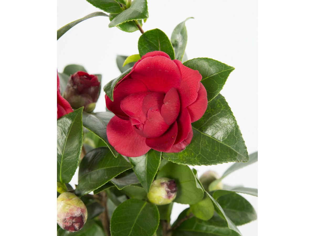 2x-xl-camellia-rood