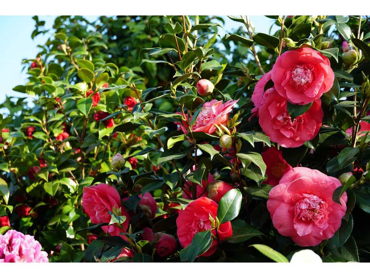 2x-xl-camellia-rood