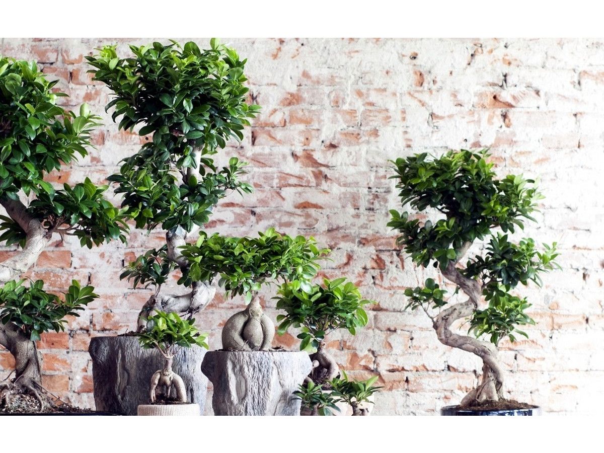 xl-japanse-bonsai-incl-pokon-60-80-cm