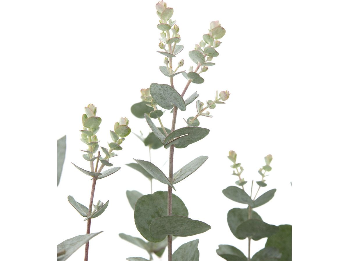 2x-eukalyptus-azura-2540-cm