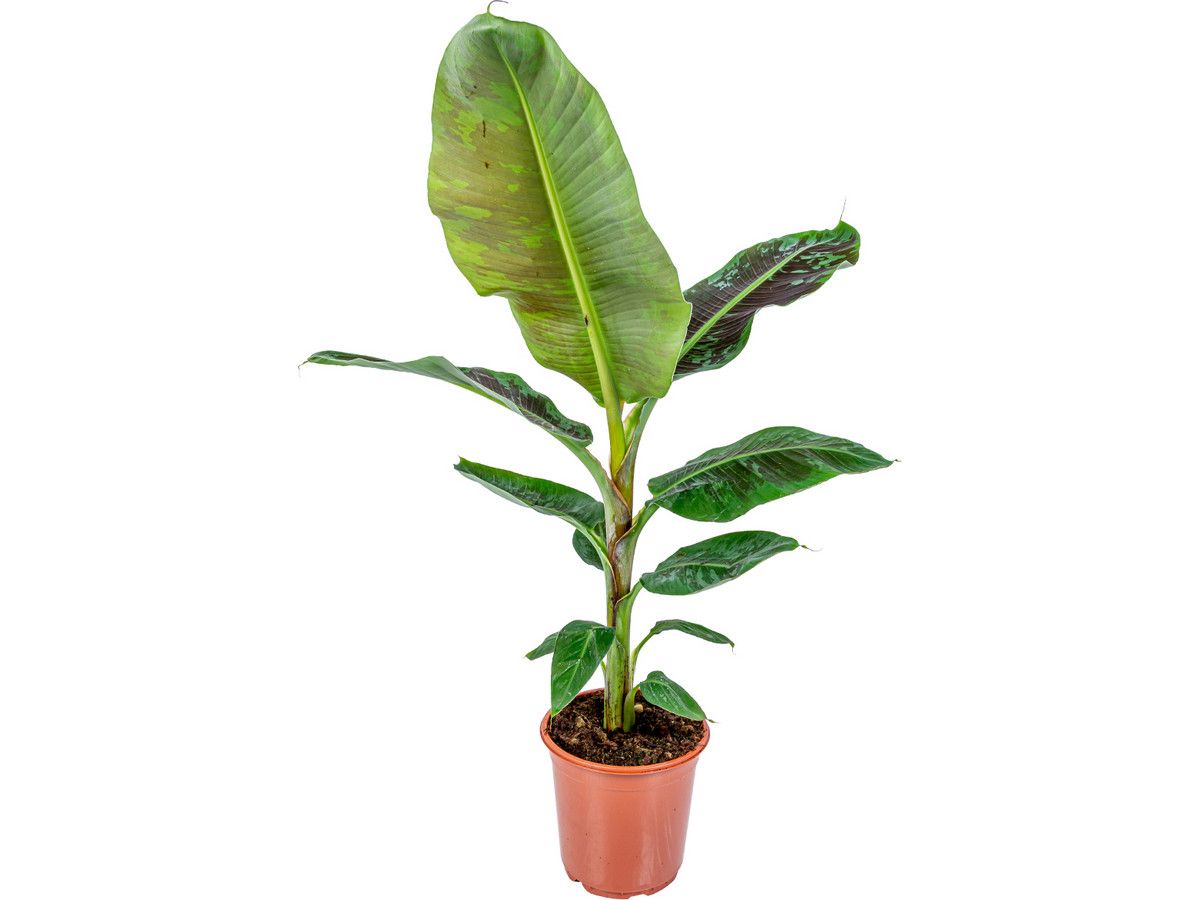 bananenpflanze-90100-cm