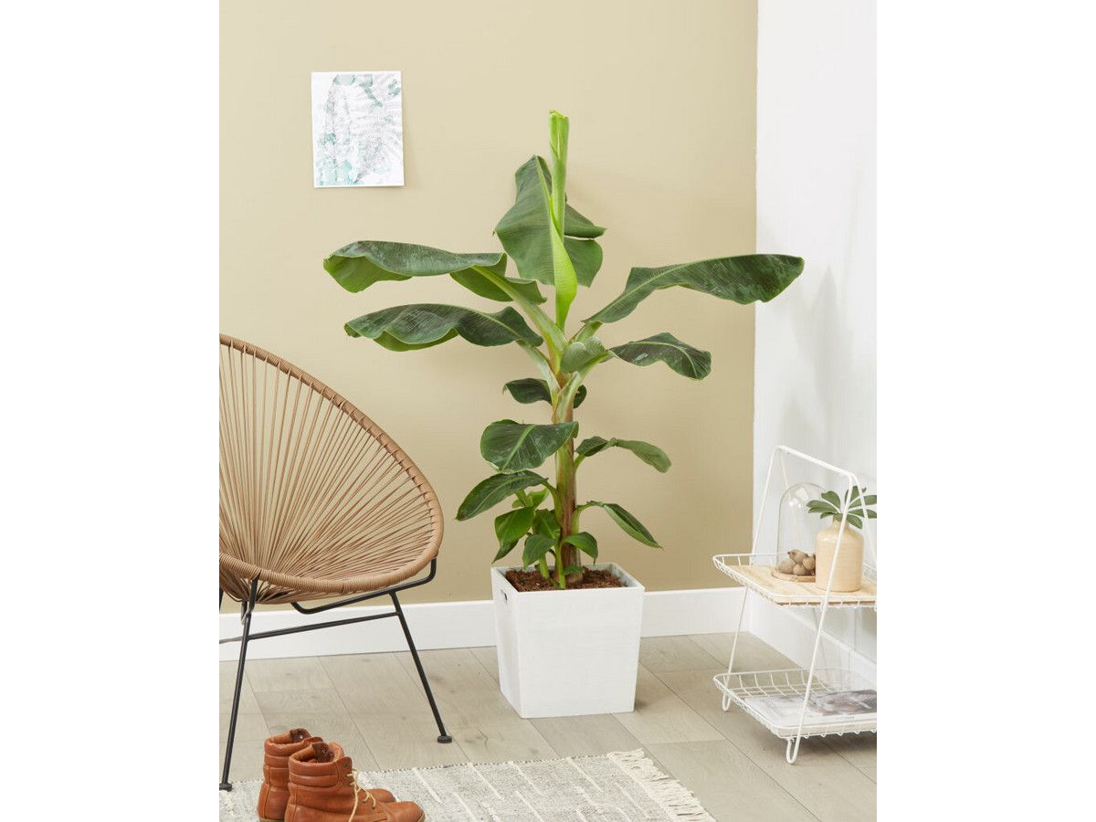 musa-bananenplant-90-100-cm