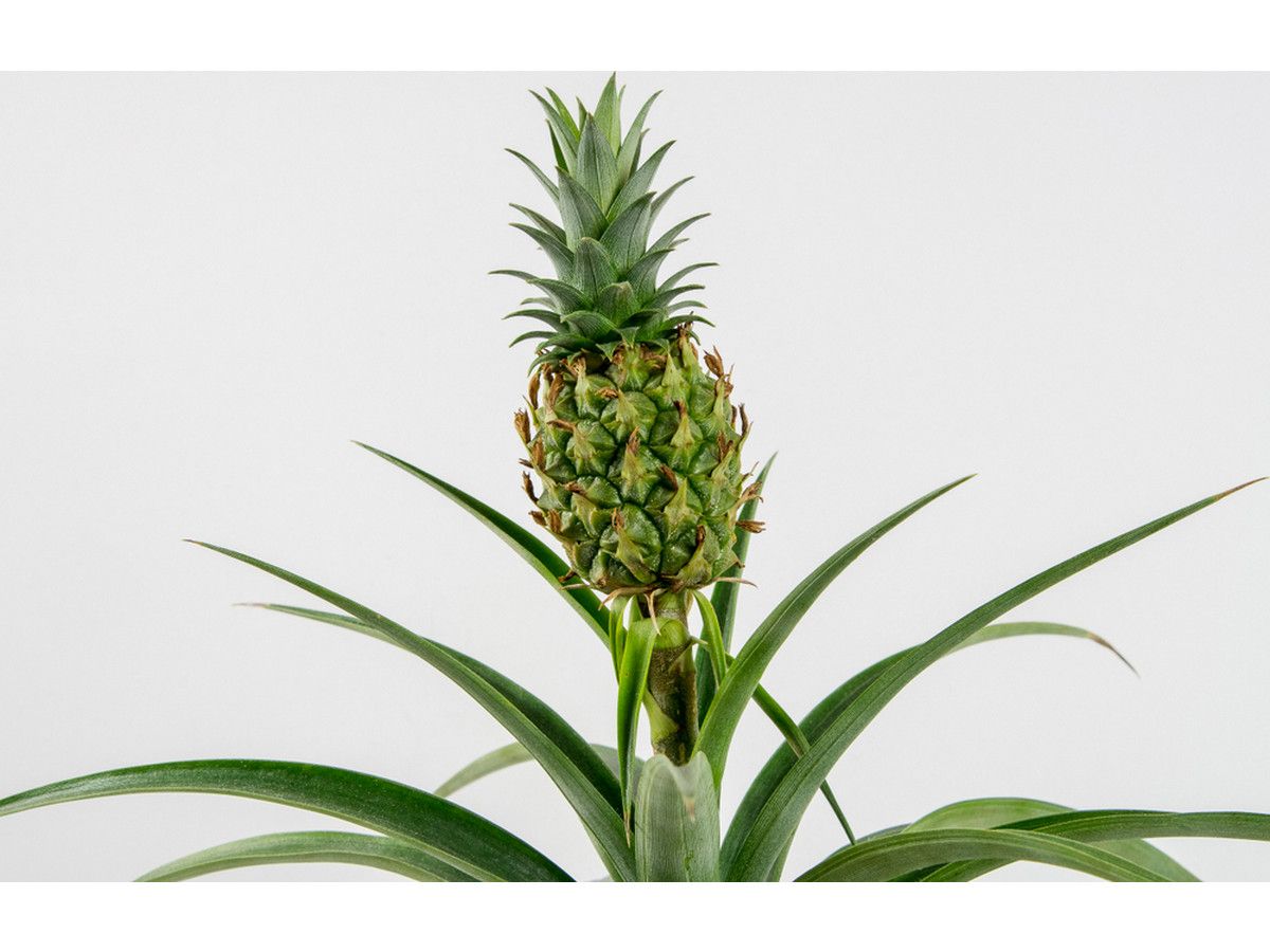 2x-ananaspflanze-4550-cm