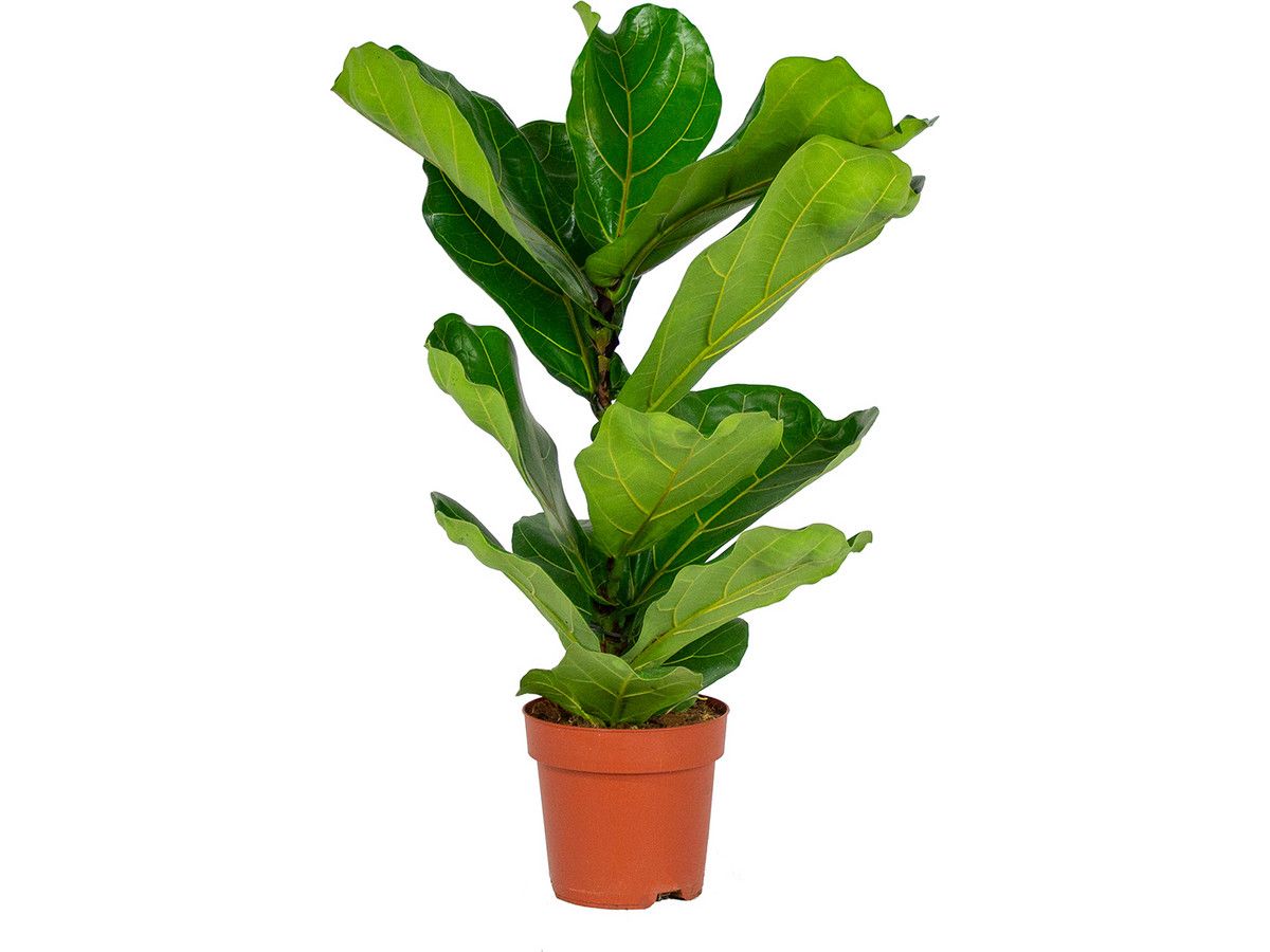 tabaksplant-65-70-cm