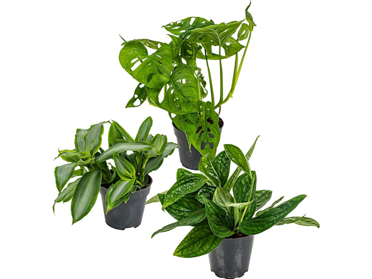 3x-herbie-tropische-pflanzen