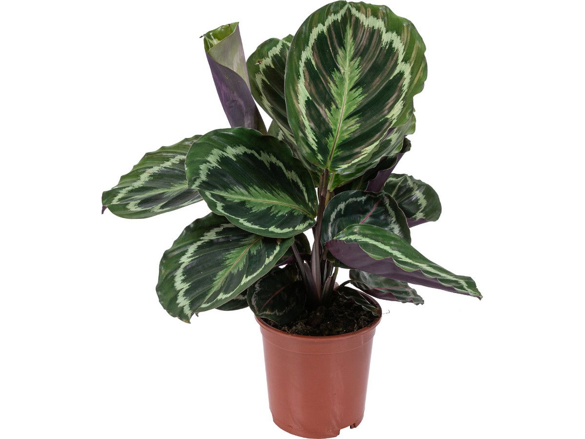 pauwenplant-calathea-medaillon-45-50-cm