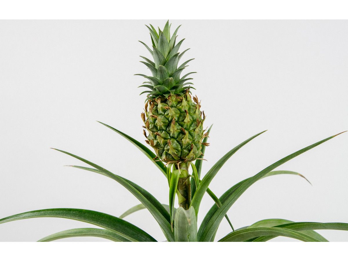 2x-ananasplant-45-50-cm