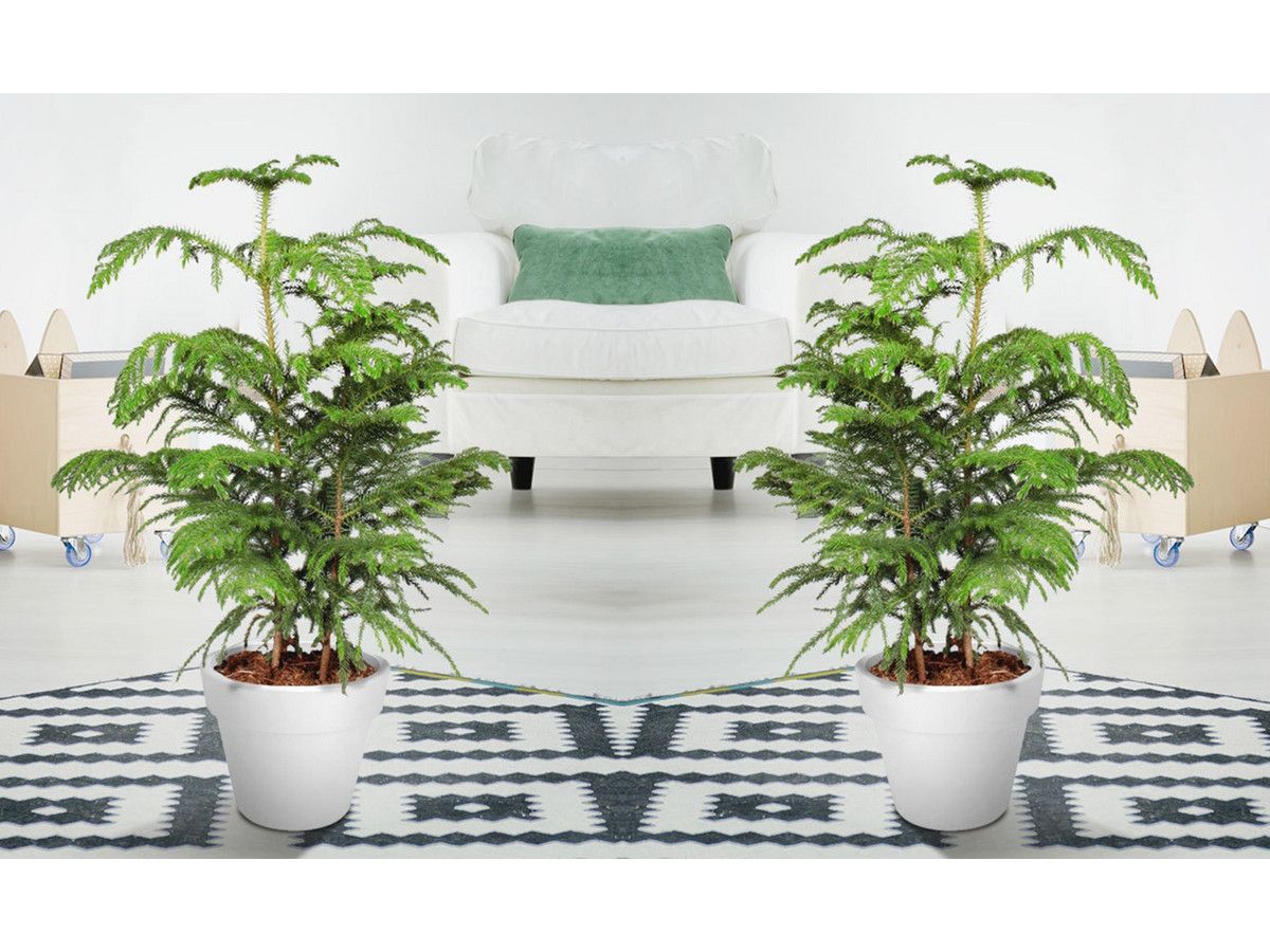 2x-perfect-plant-araucaria-55-65-cm
