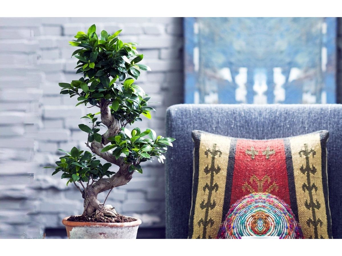 xl-japanse-bonsai-boom-60-80-cm
