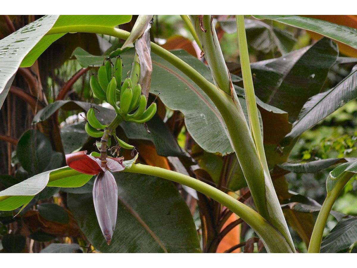 set-van-6-bananenplanten