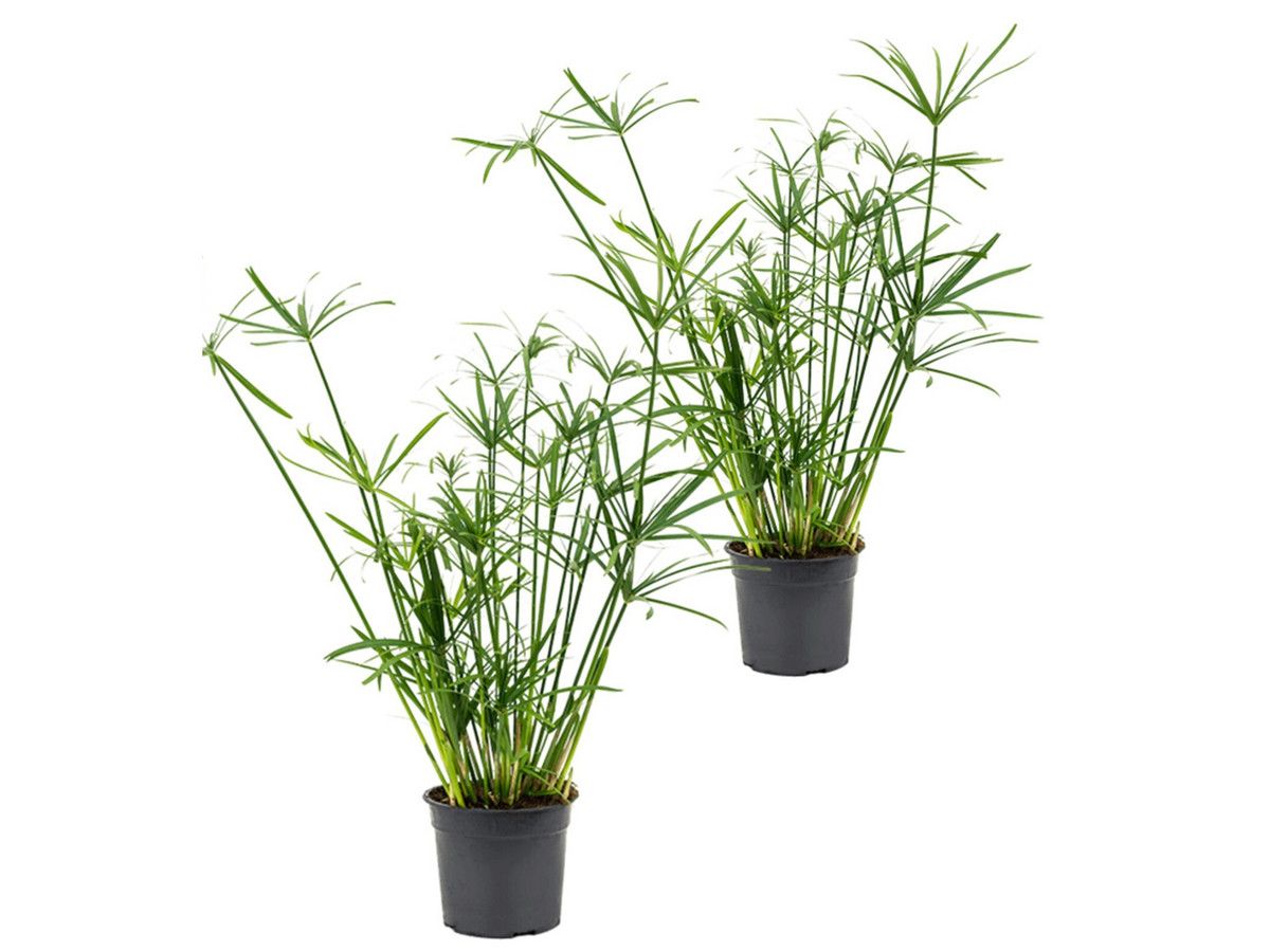 2x-parapluplant-cyperus-50-60-cm