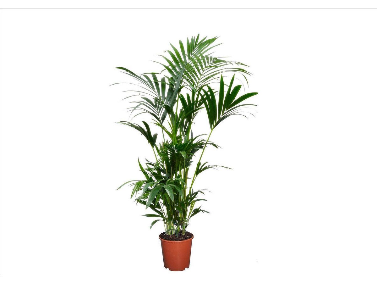 perfect-plant-kentia-80-100-cm
