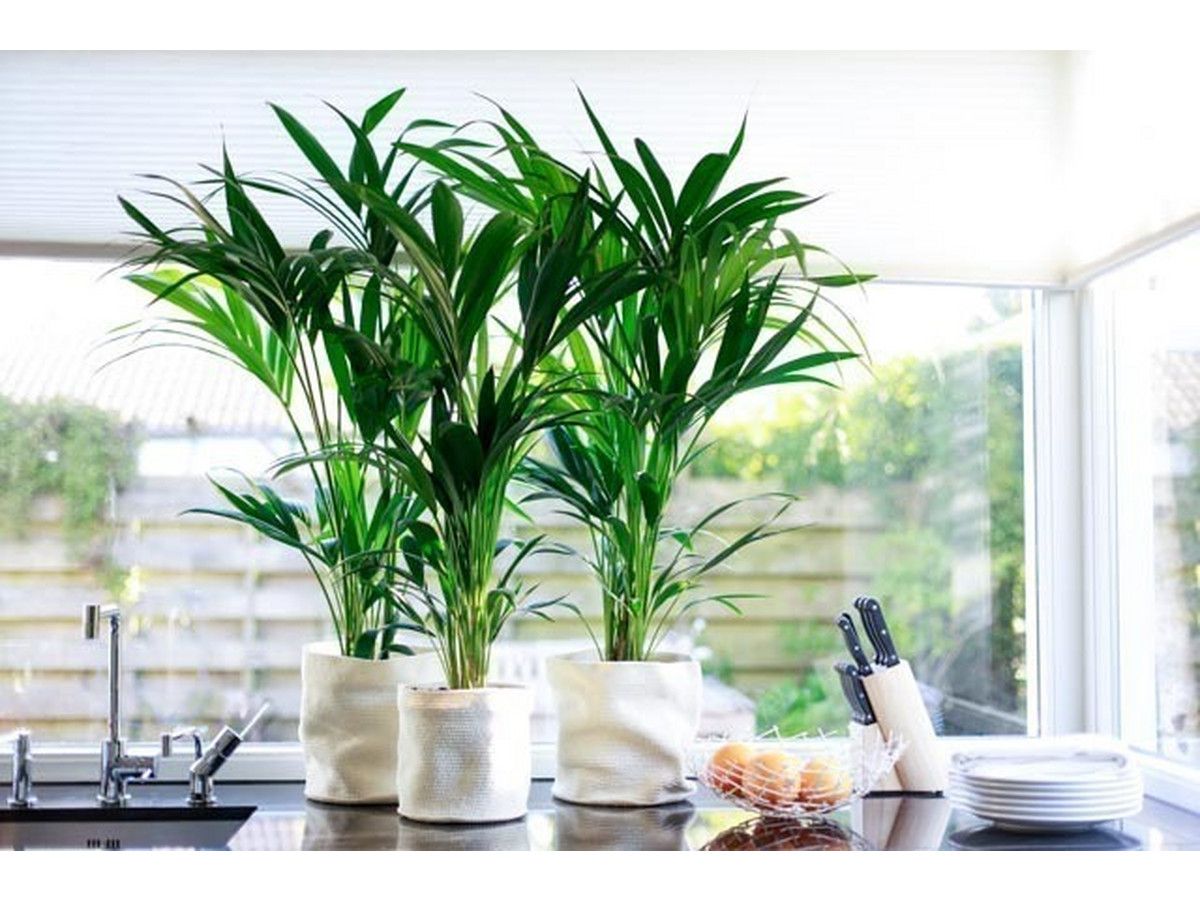 perfect-plant-kentia-80-100-cm