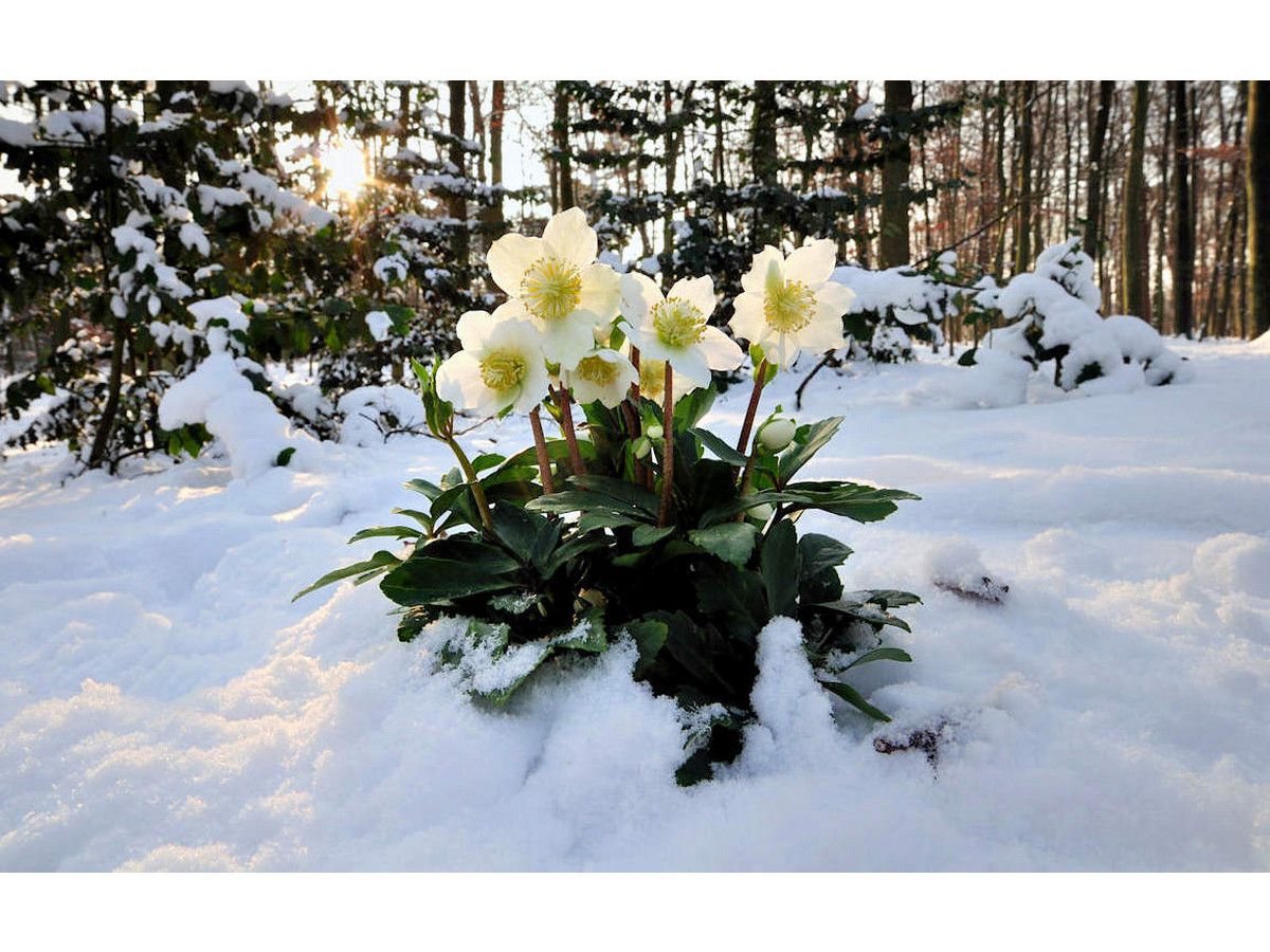 3x-helleborus-winterrose-2030-cm