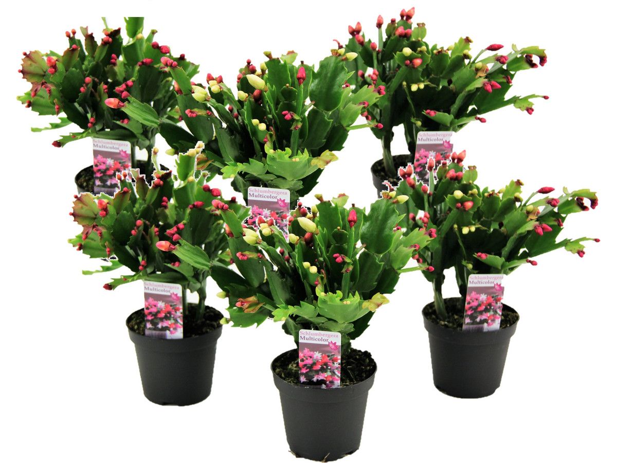 6x-kerstcactus-15-20-cm
