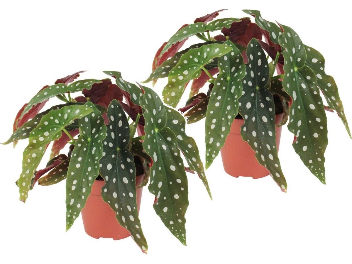 2x-stippenplant-begonia-35-45-cm