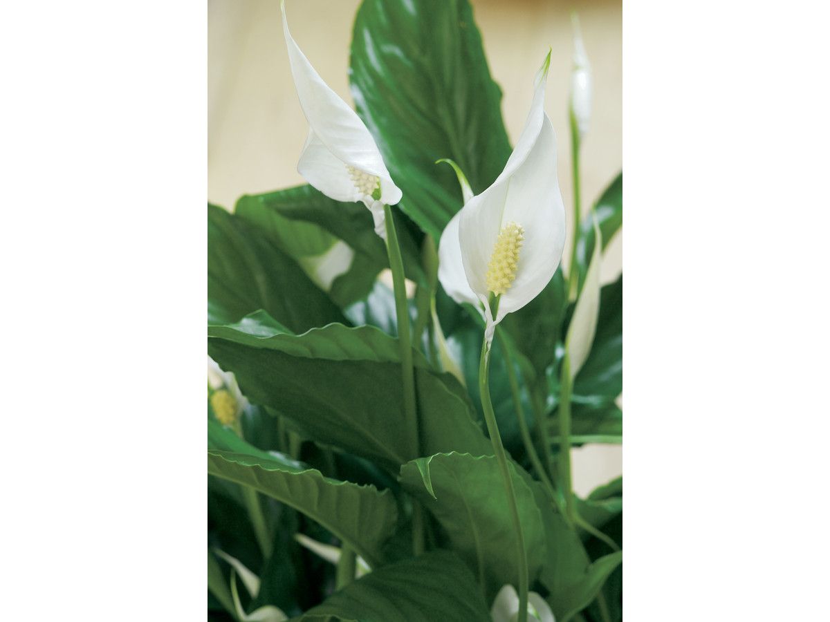 3x-einblatt-peace-lily-2545-cm