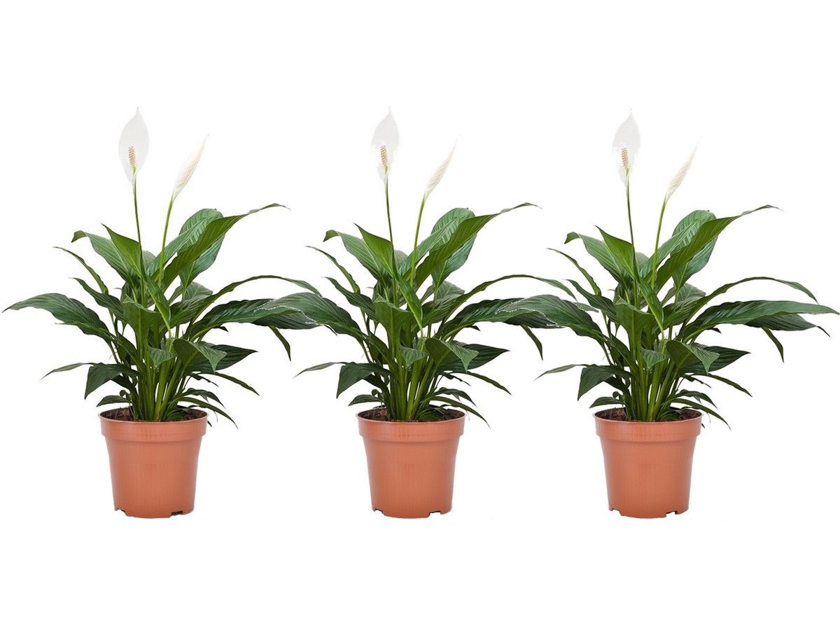 3x-lepelplant-spathiphyllum-25-45-cm
