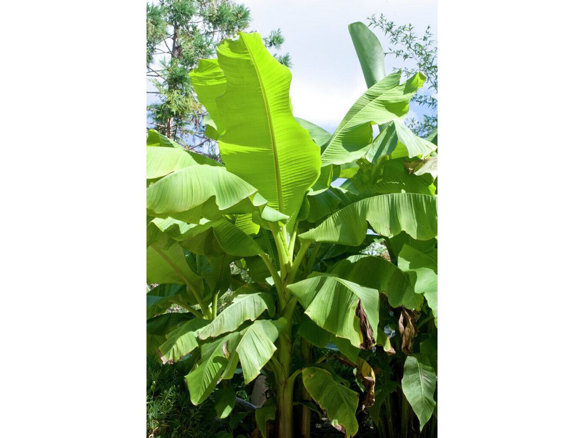 bananenplant-100-cm