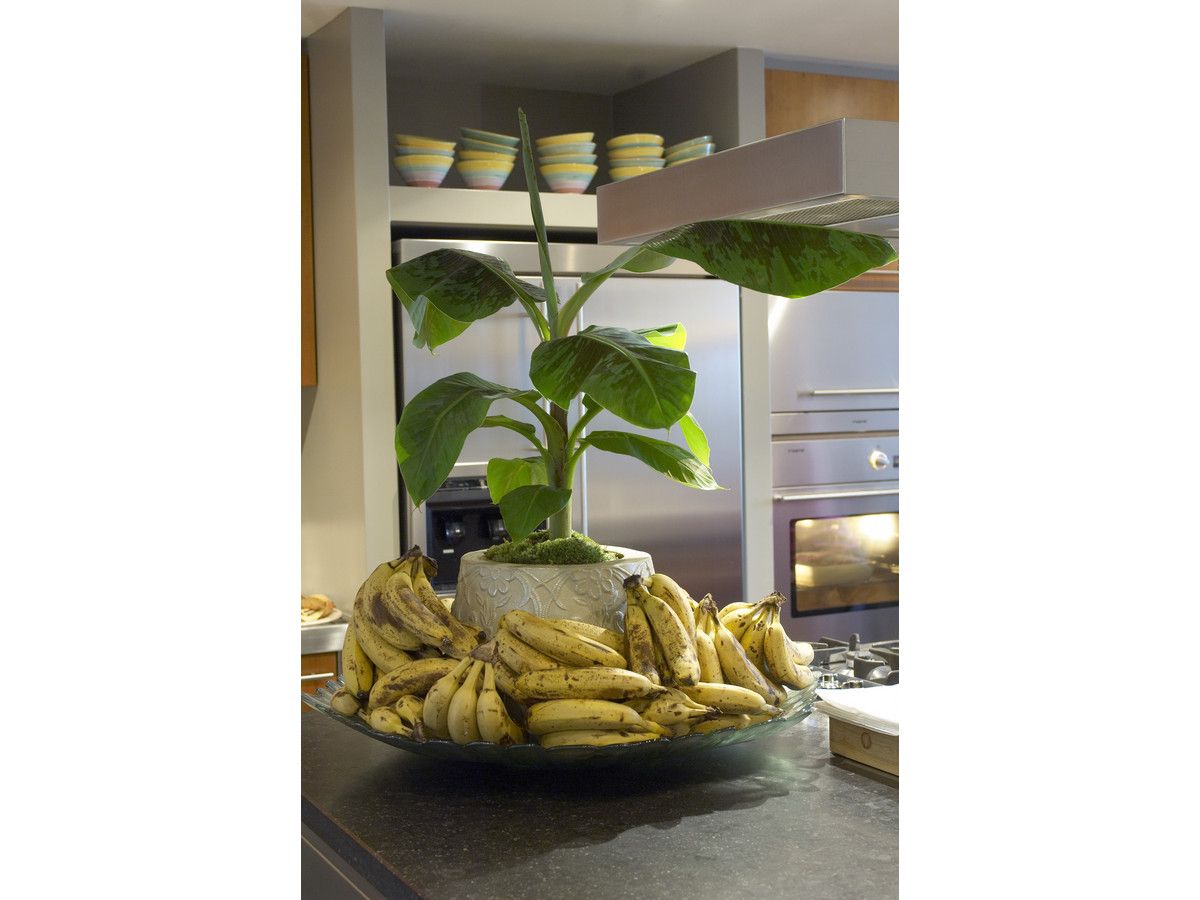 bananenpflanze-xl