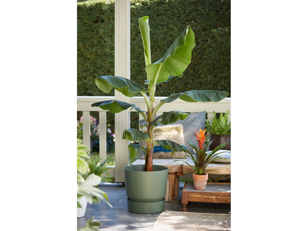 bananenpflanze-xl