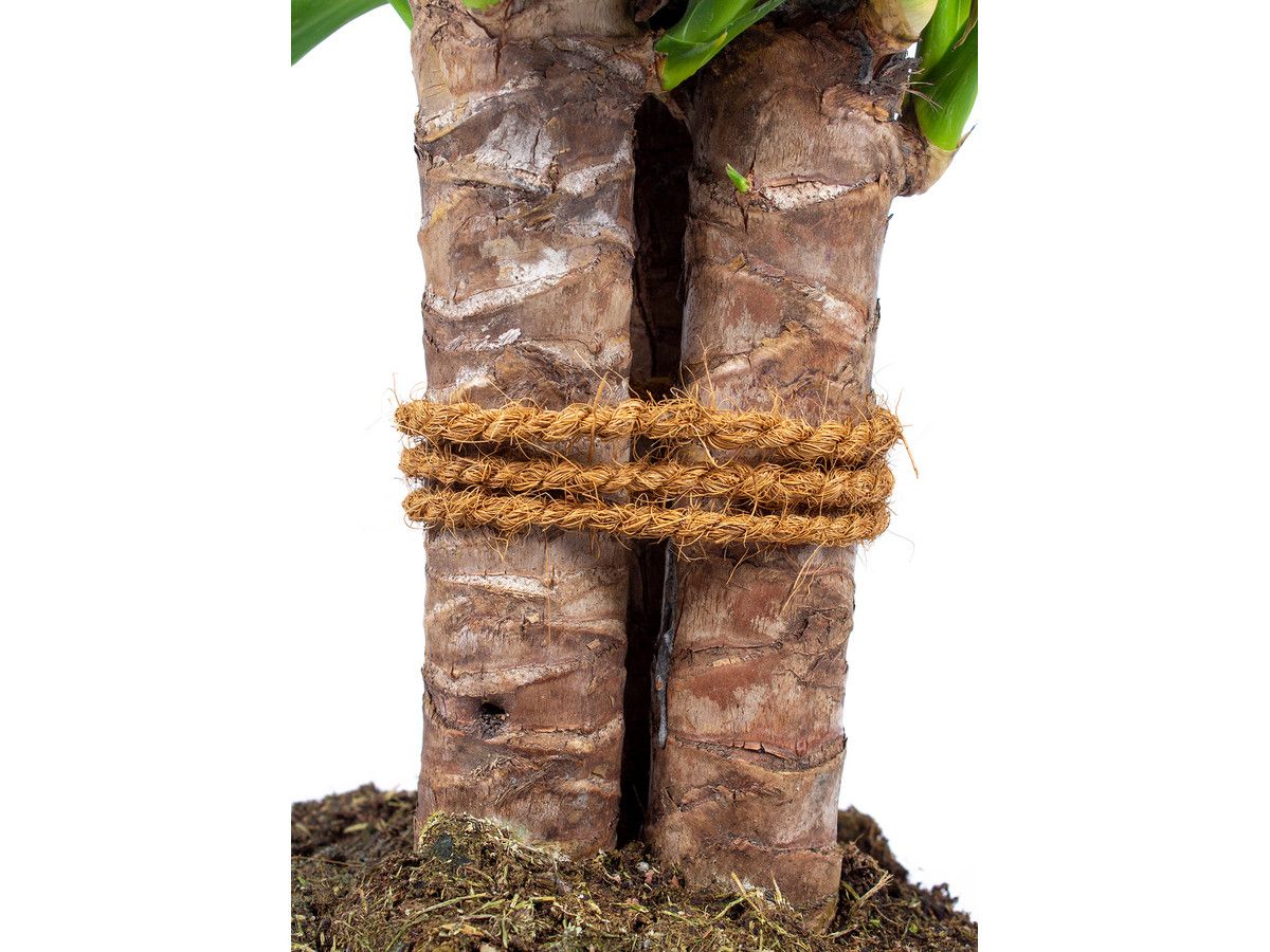 herbie-palmlelie-yucca-60-cm