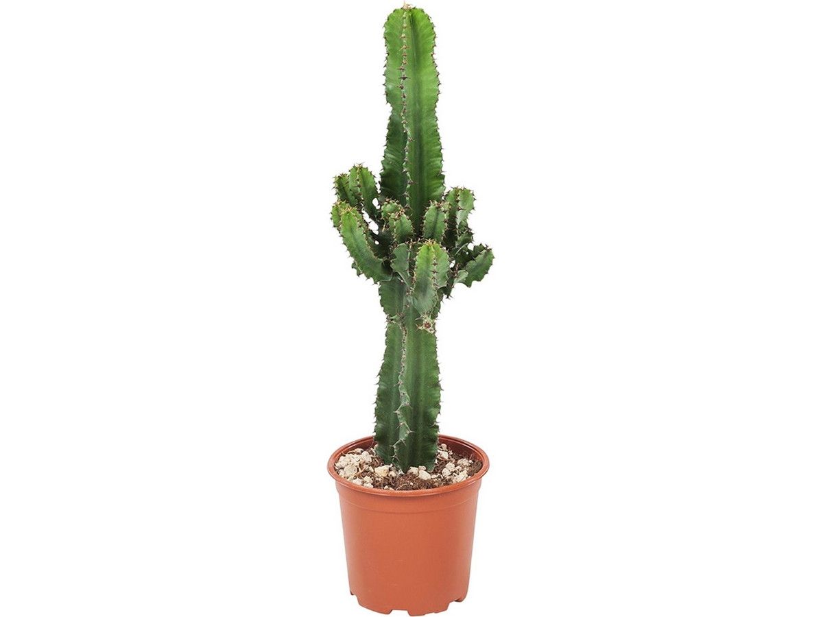 euphorbia-erytrea-kaktus-5070-cm