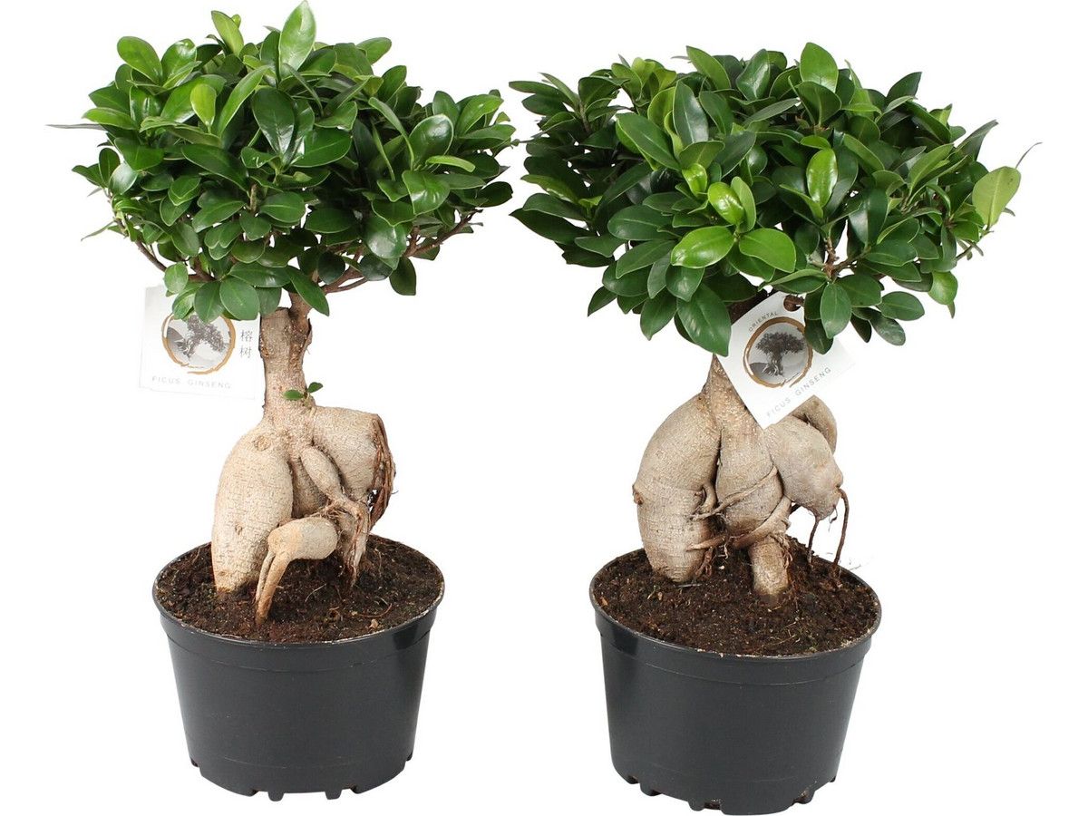 2x-japanischer-bonsai-3545-cm