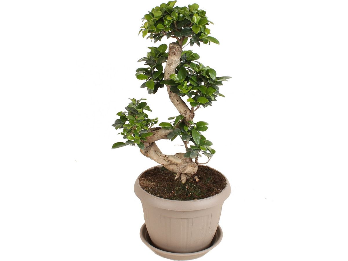 xl-japanse-bonsai-60-80-cm
