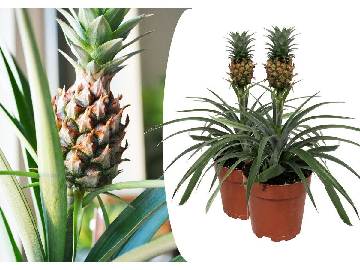 2x-ananasplant-anti-snurk-40-50-cm