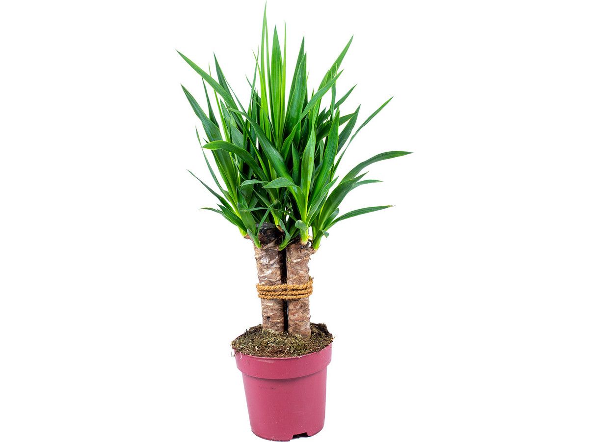 herbie-palmlelie-yucca-60-cm