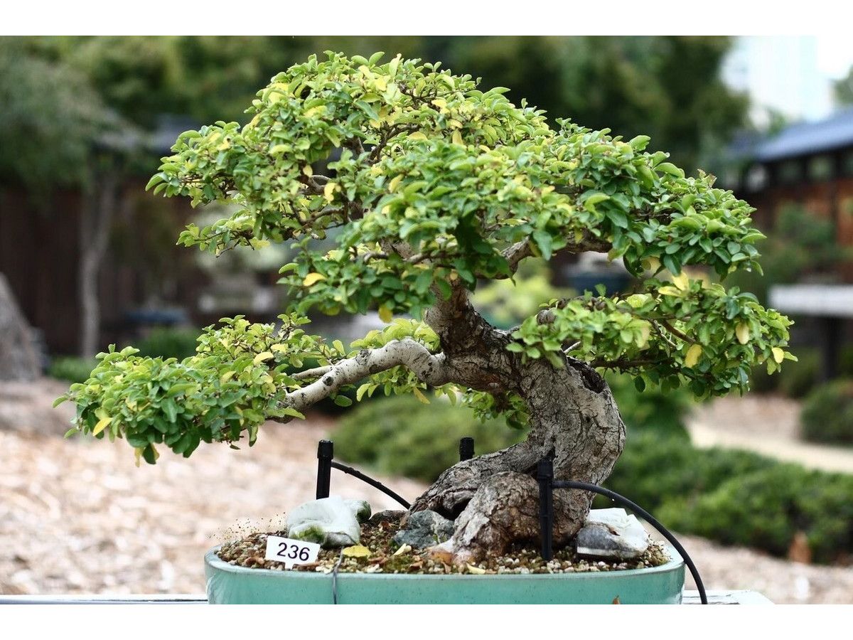 2x-chinese-bonsai-20-30-cm