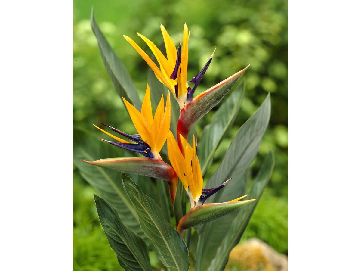 xl-paradijsvogelplant-80-cm