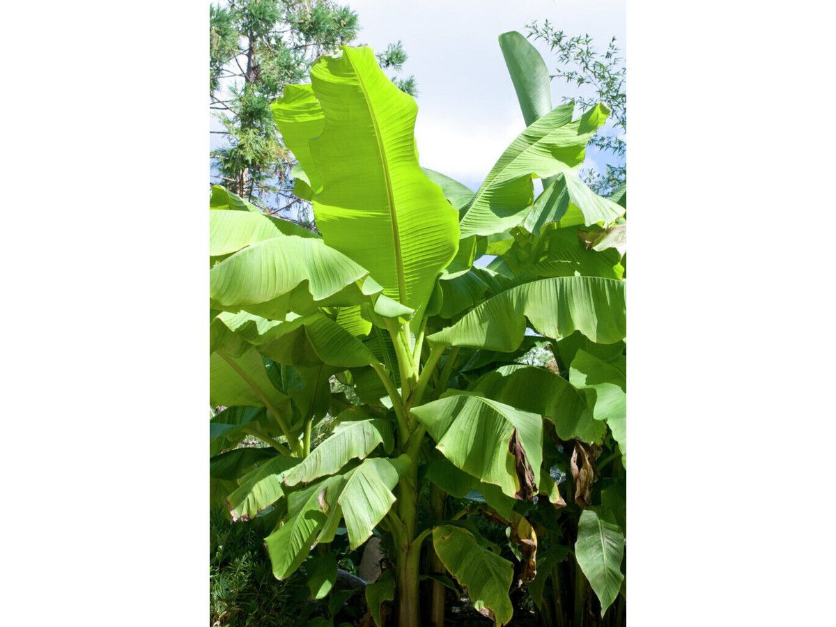 herbie-bananenpflanze-xl