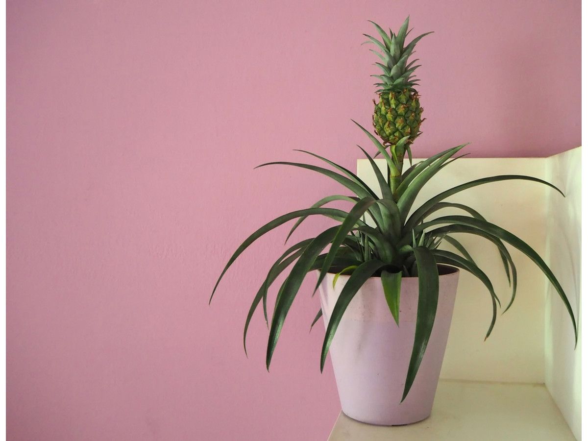 2x-herbie-ananaspflanze