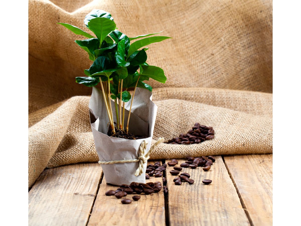 2x-coffea-arabica-koffieplant-25-cm