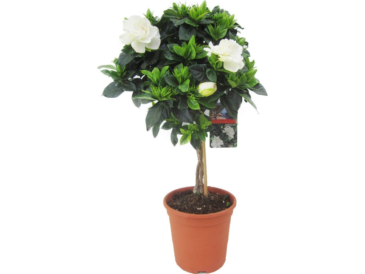 gardenia-op-gevlochten-stam