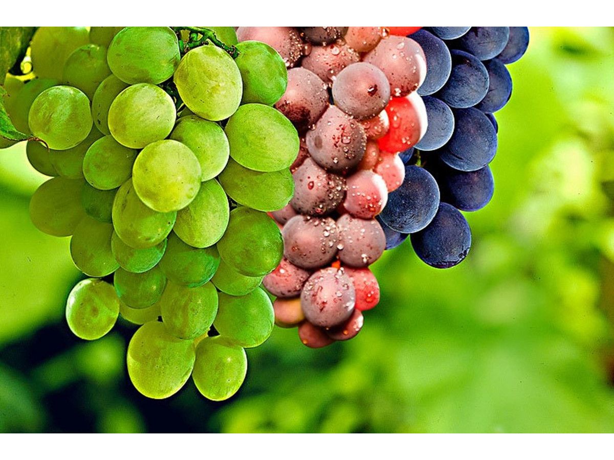 3x-druivenplant-mix-van-3-kleuren