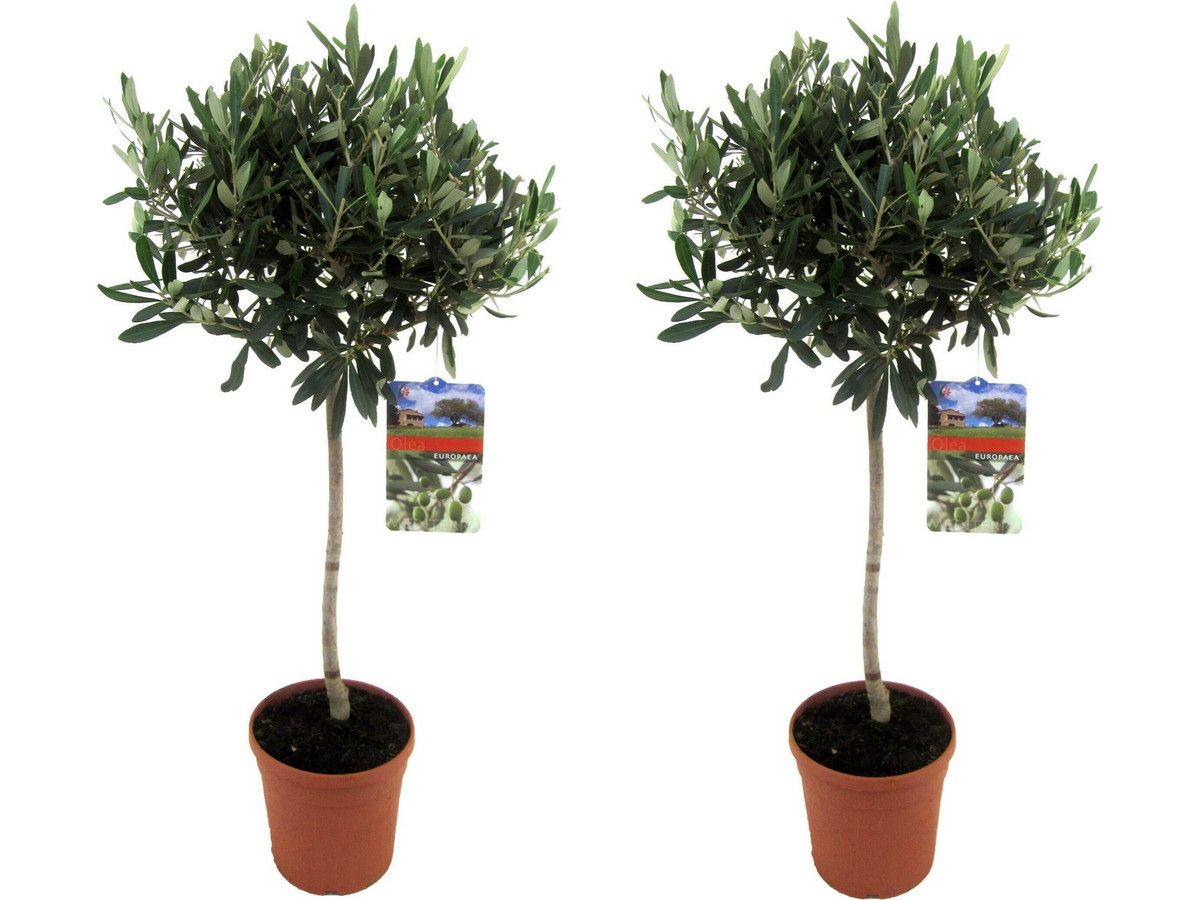 2x-olivenbaum