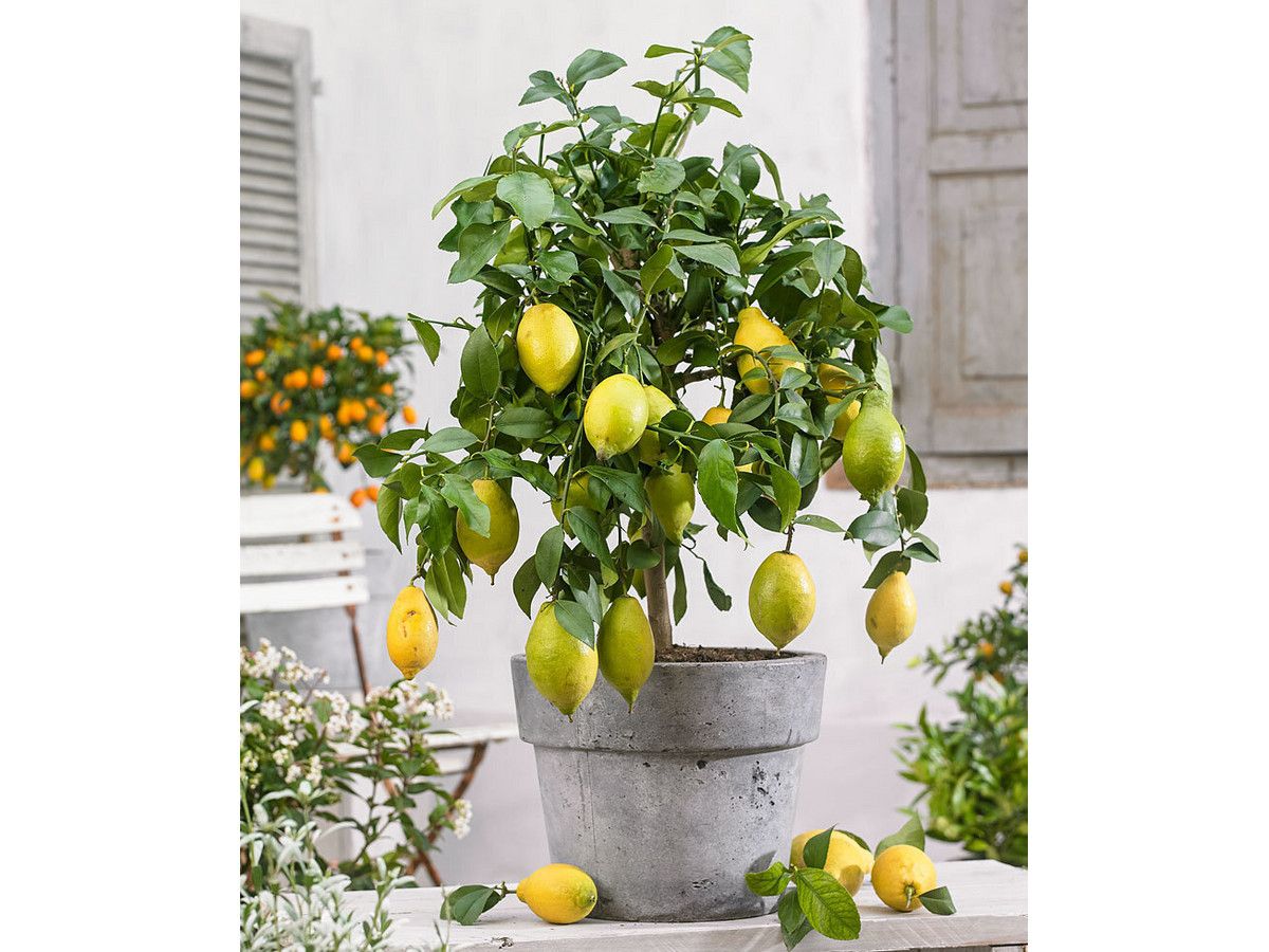 3x-citrus-citroen-sinaas-limoen