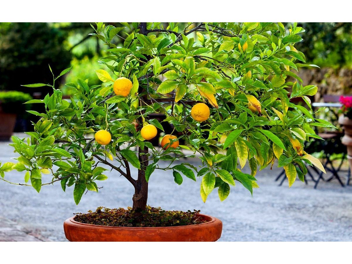4x-fruitboom-olijf-vijg-citroen-sinaas