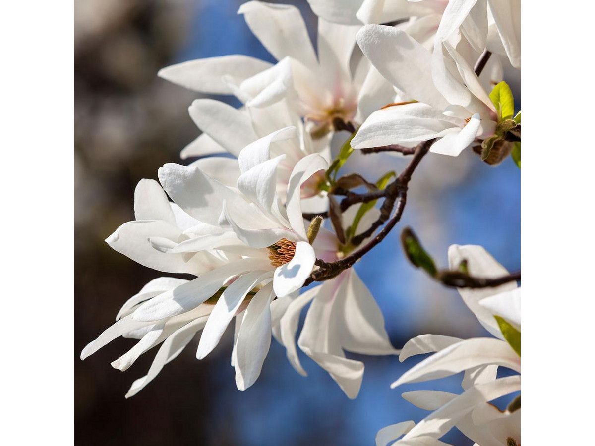 3-magnolias-25-40-cm