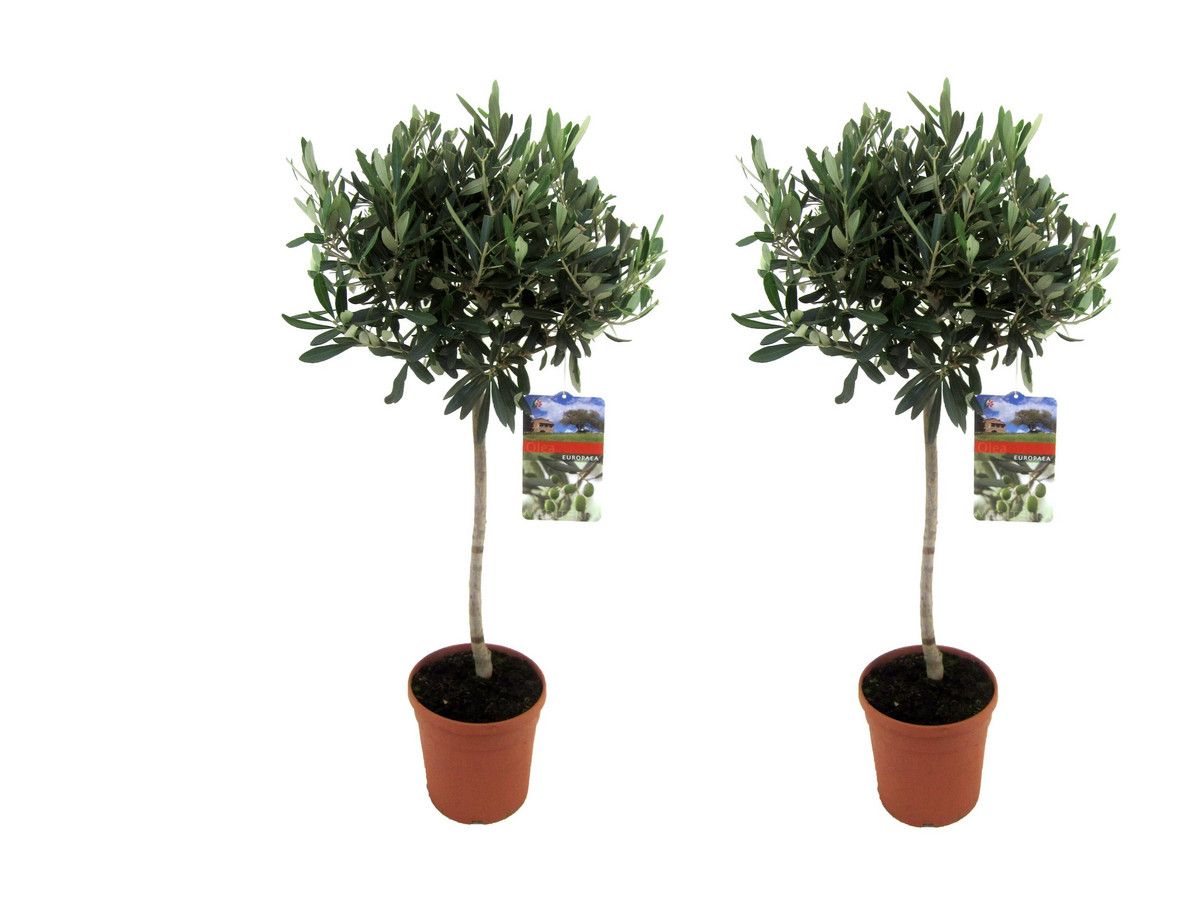 2x-olivenbaum