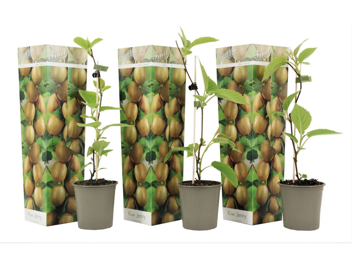 3-kiwi-planten-25-40-cm