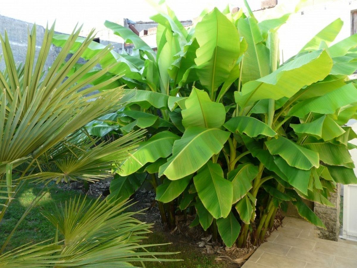 3x-bananenpflanze-2540-cm