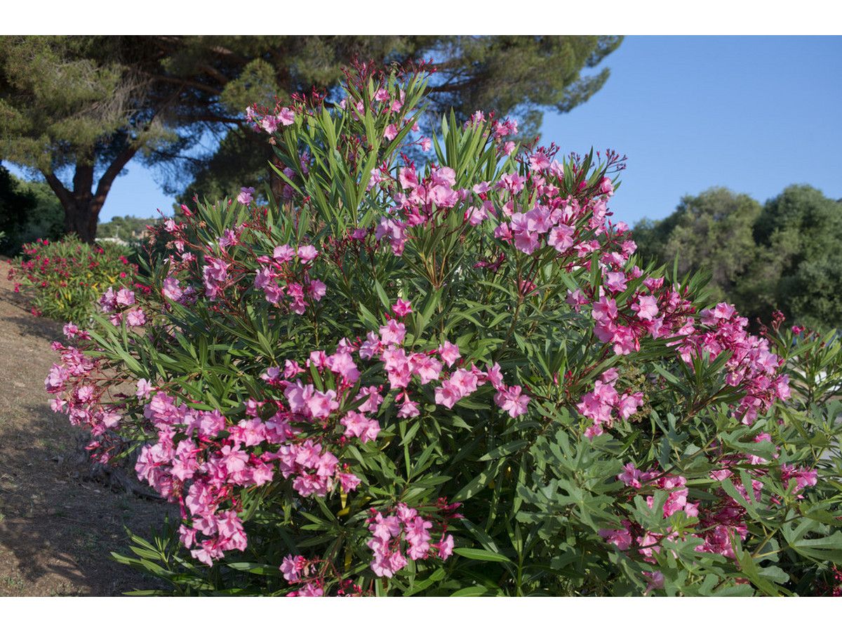 2x-oleander-struik-30-40-cm