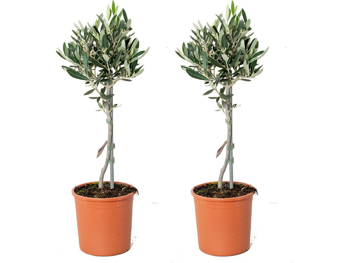 2x-olijfboom-op-stam-40-50-cm